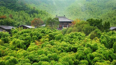 guilin china bamboo park and tea area